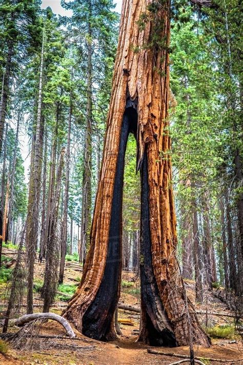 The redwoods in yosemite - The Mariposa Grove of Giant Sequoias is the largest and most impressive grove of redwoods in Yosemite National Park, containing approximately 500 mature giant sequoia trees (sequoiadendron giganteum). The oldest …